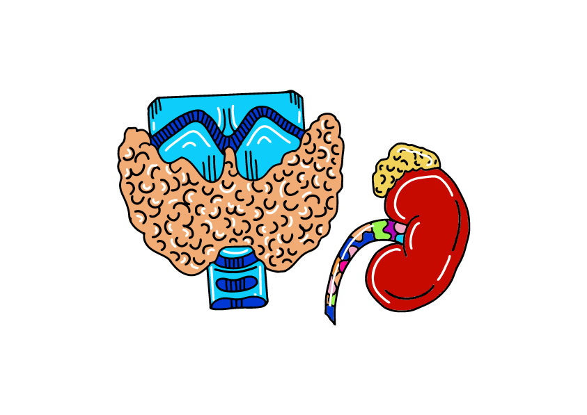 logo endocrinologia