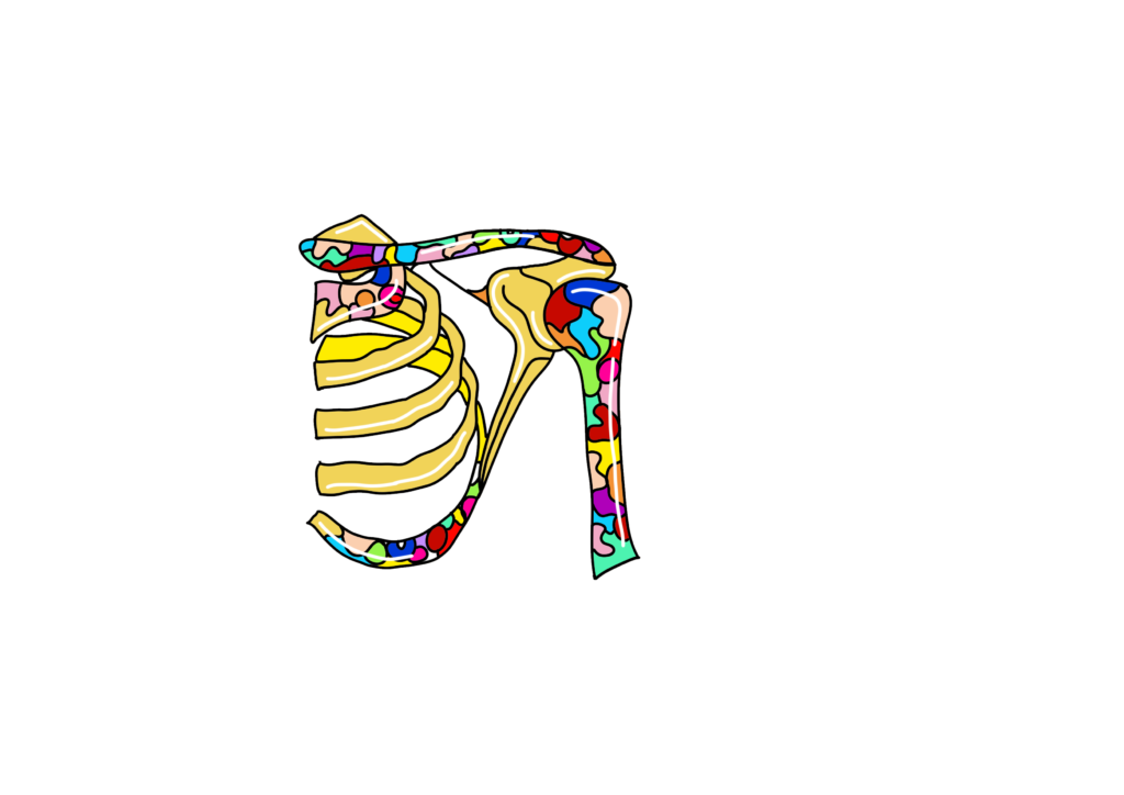 logo ortopedia